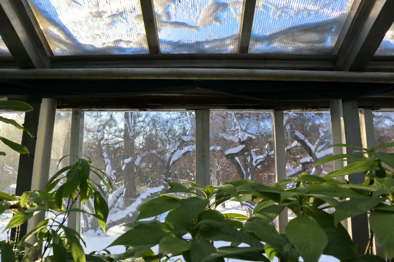 okno w ogrodzie zimowym